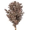 Eukalyptus zväzok, 5-stonkový, výška 39 cm