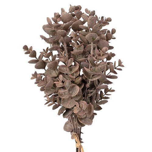 Eukalyptus zväzok, 5-stonkový, výška 39 cm