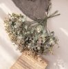 Eukalyptus zväzok, 12-stonkový, výška 34 cm – Ružovozelený