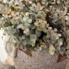 Eukalyptus zväzok, 12-stonkový, výška 34 cm – Ružovozelený
