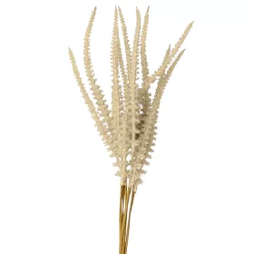 Šalvia zväzok, 6-stonkový, výška 50 cm - Béžová