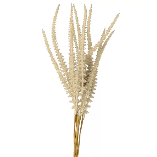 Šalvia zväzok, 6-stonkový, výška 50 cm - Béžová