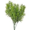 Matný asparágus kytica, hrubolistá, výška 38 cm