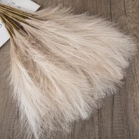   Pampová tráva zväzok, 10-stonkový, výška 48 cm - Béžová