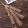 Pampová tráva vetva, 4-vetvová, výška 58 cm - Hnedá