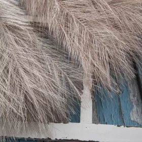   Strieborná metalická pampová tráva, 20-stonkový zväzok, výška 45 cm - Béžová