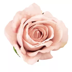 Zamatová ruža kvet, priemer 8 cm - Šampanský