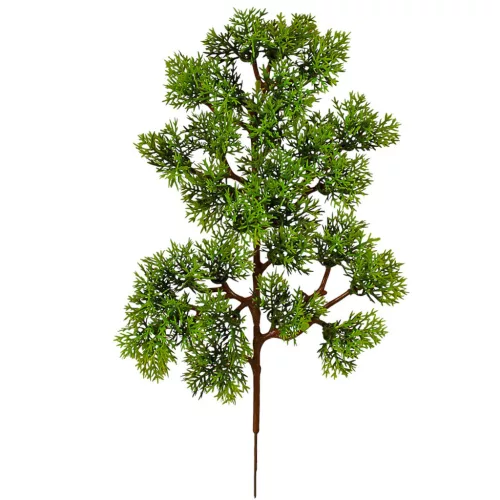 Cyprusový krík, výška 34 cm