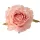 Ruža hodvábny kvet, priemer 7,5 cm - Šampanský