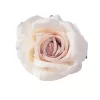 Ruža hodvábny kvet, priemer 10 cm - Ekrú