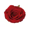 Ruža hodvábny kvet, priemer 10 cm - Červený