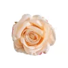 Ruža hodvábny kvet, priemer 10 cm - Šampanský