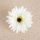 Gerbera hodvábny kvet, priemer 9 cm – Zelenobiely