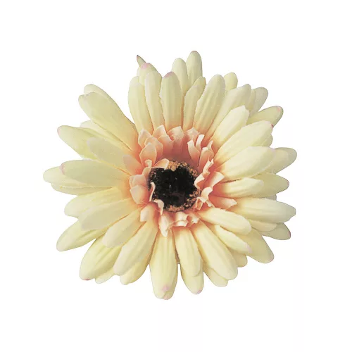 Gerbera hodvábny kvet, priemer 9 cm - Krémový