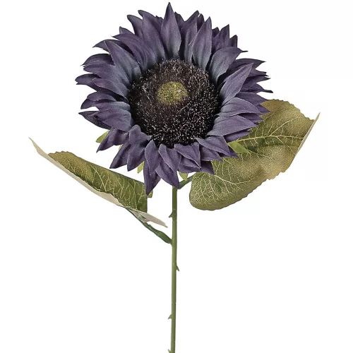 Slnečnica hodvábna stonka, výška 50 cm - Modrá