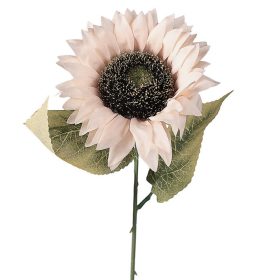 Slnečnica hodvábna stonka, výška 50 cm - Šampanská