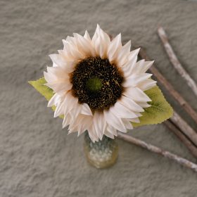 Slnečnica hodvábna stonka, výška 50 cm - Šampanská