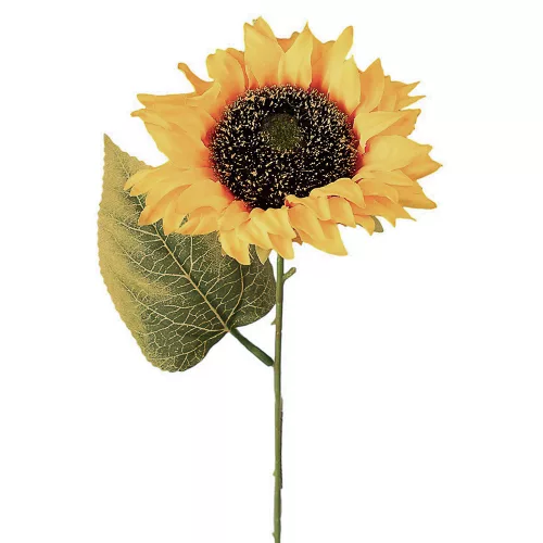 Slnečnica hodvábna stonka, výška 50 cm - Citrónovožltá