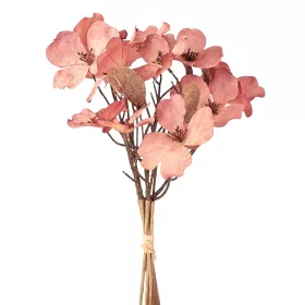 Magnólia kytica, výška 44 cm - Fialovo-broskyňová