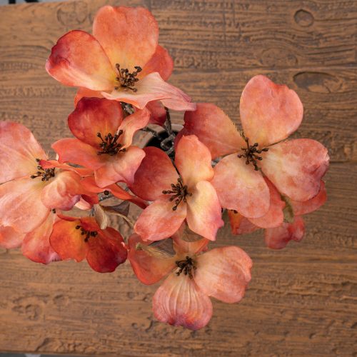 Magnólia kytica, výška 44 cm – Oranžová