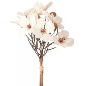 Magnólia kytica, výška 44 cm - Biely