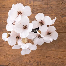 Magnólia kytica, výška 44 cm - Biely