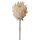 Hodvábna stonka protey, 60.5cm - Šampanská