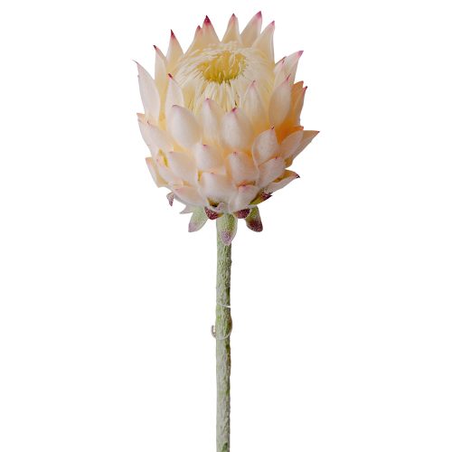 Hodvábna stonka protey, 60.5cm - Šampanská