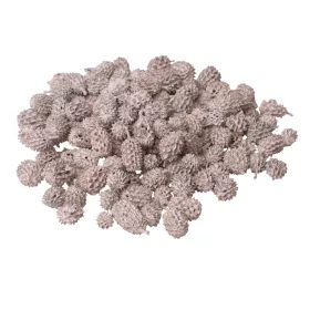 Casurina 150g/bal - Biely čaj