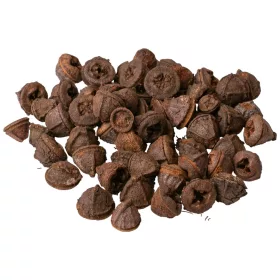 Eukalyptové plody 150g/bal - Prírodná