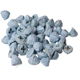 Eukalyptové plody 150g/bal - Oceánska modrá