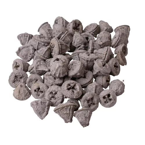 Eukalyptové plody 150g/bal - Popolavosivá