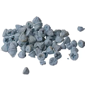 Eukalyptové plody 150g/bal - Studená modrá
