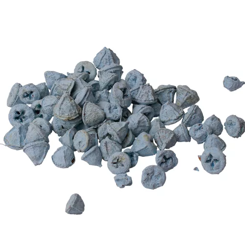 Eukalyptové plody 150g/bal - Studená modrá