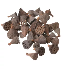 Mini lotos 1–3cm, 50ks./bal - Prírodná