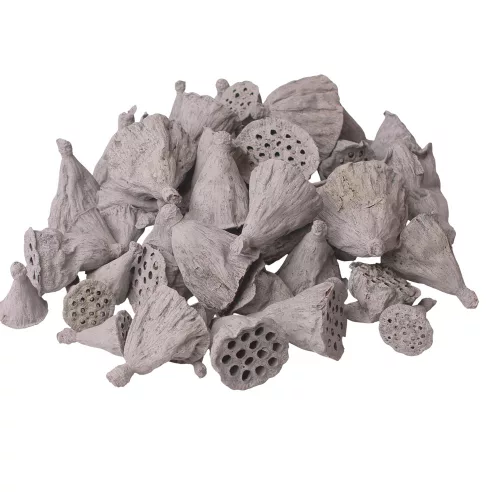 Mini lotos 1–3cm, 50ks./bal - Popolavosivá