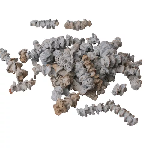 Banánová stonka 150g/bal - Oceánska modrá