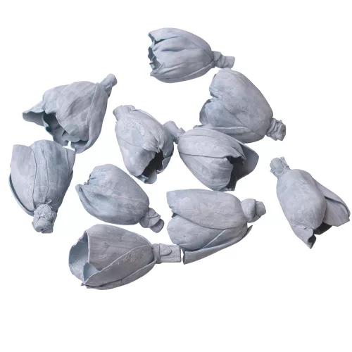 Shola tulipán 6cm 10ks./bal - Oceánska modrá