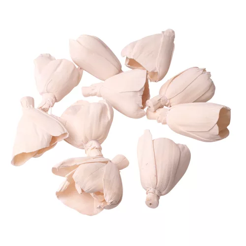 Shola tulipán 6cm 10ks./bal - Biely čaj