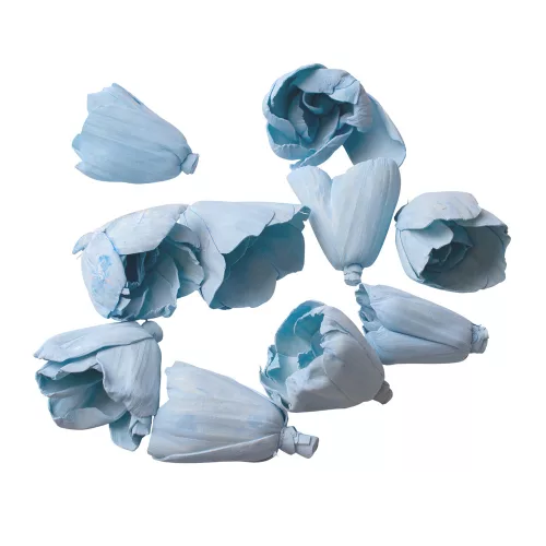 Shola tulipán 6cm 10ks./bal - Studená modrá