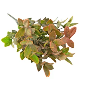   Eukalyptusový zväzok, 7 stoniek, výška 34cm - Zelená / Hnedá