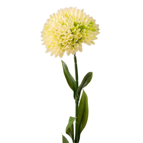 Dália, 1 stonka, výška 50cm - Ecru