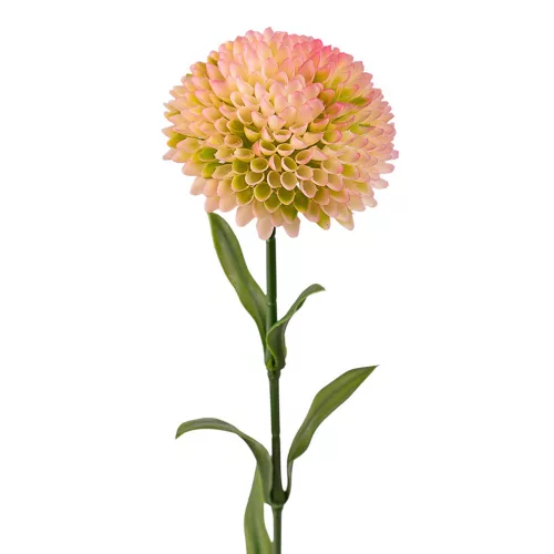 Dália, 1 stonka, výška 50cm - Krémová / Ružová