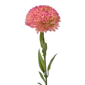 Dália, 1 stonka, výška 50cm - Ružová