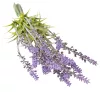 Levanduľový zväzok, výška 30cm - Tmavofialová