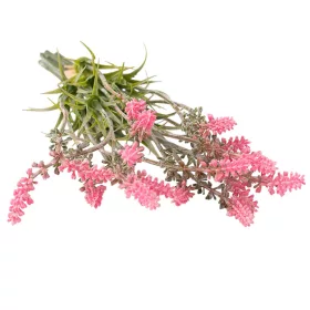 Levanduľový zväzok, výška 30cm - Ružová