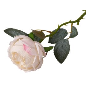 Pivonka hodvábna, 1 stonka, výška 51cm - Biela