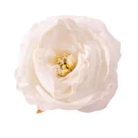 Pivonka hodvábna hlava, priemer 7cm - Ecru