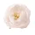 Pivonka hodvábna hlava, priemer 7cm - Ecru