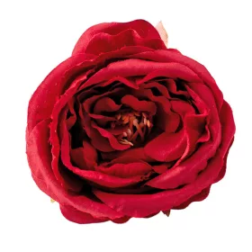 Pivonka hodvábna hlava, priemer 7cm - Bordová